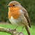 PIcture of a Robin
